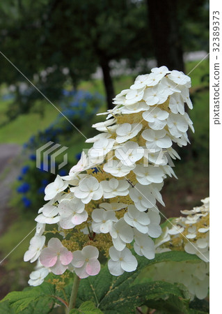百合花園白色繡球花 百合花園白色繡球花 32389373