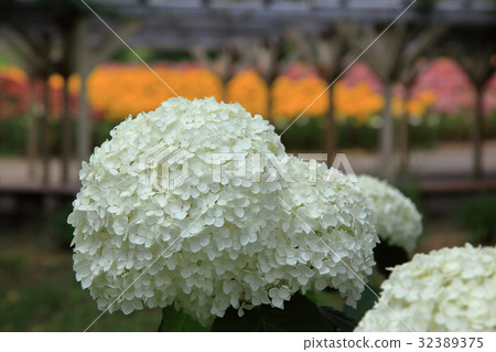 Lily Garden White hydrangea Lily Garden White hydrangea 32389375