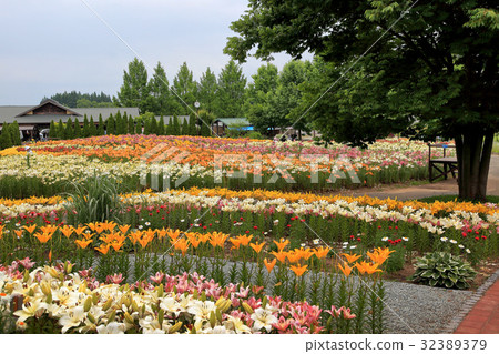 Lily Park Lily Park 32389379