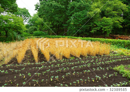 區域森林公園麥田 區域森林公園麥田 32389585