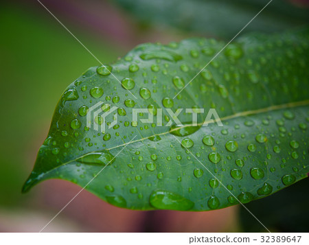Green leaves background. Green leaves background. 32389647