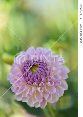 Dahlia 32389688