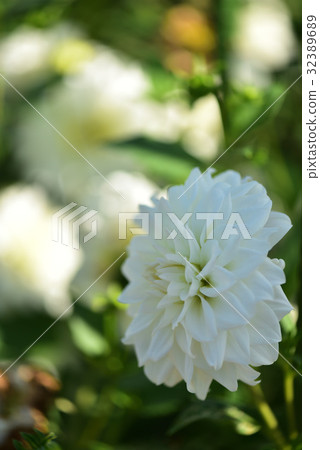 Dahlia 32389689