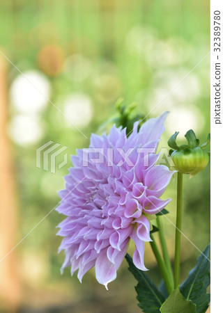 Dahlia 32389780