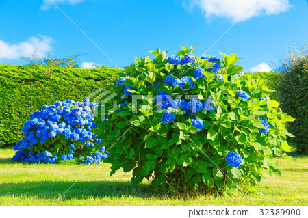 Hydrangea and blue sky in Brittany region Hydrangea and blue sky in Brittany region 32389900