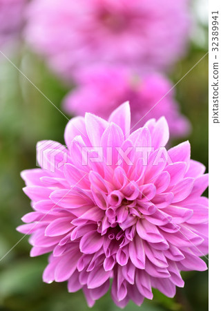 大麗花 32389941