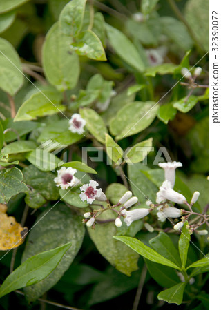 Hexokazura花 32390072