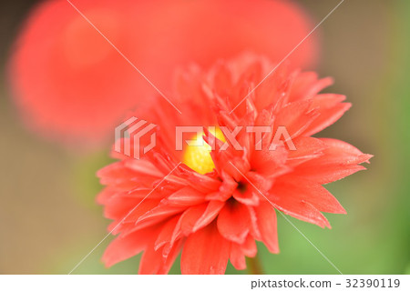 Dahlia Dahlia 32390119
