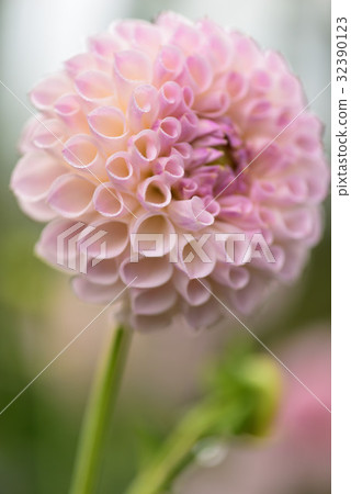 Dahlia Dahlia 32390123