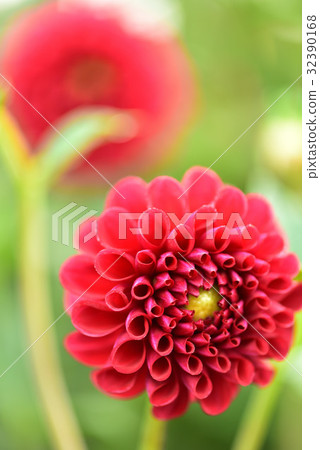 Dahlia Dahlia 32390168