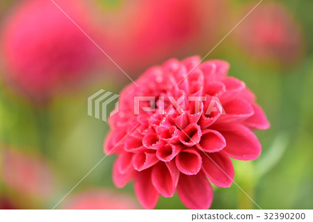 大麗花 大麗花 32390200