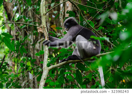 Dusky leaf monkey, Dusky langur, Spectacled langur. 32390243