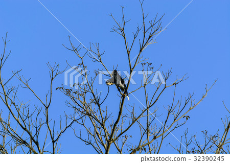 Oriental pied hornbill (Anthracoceros albirostris) 32390245