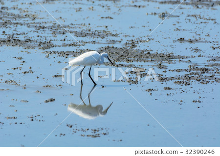 Chinese Egret Egretta eulophotes. 32390246