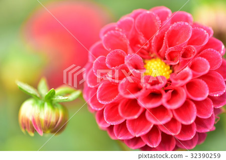 Dahlia 32390259