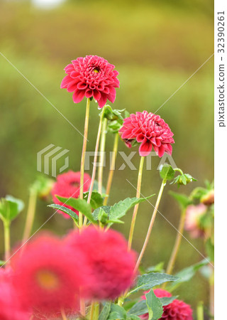 大麗花 大麗花 32390261