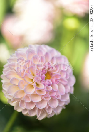 Dahlia Dahlia 32390282