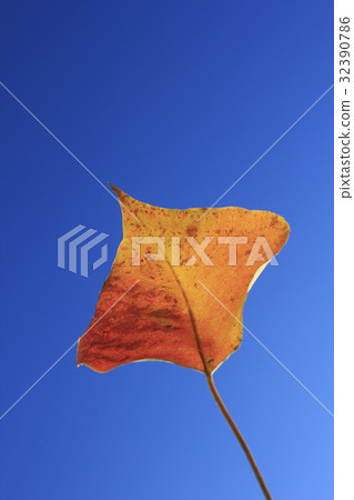 Dead leaves Dead leaves 32390786