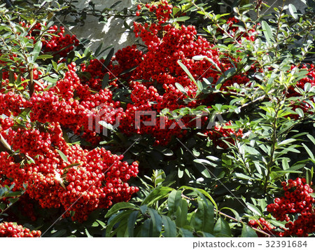 火棘 火棘 32391684