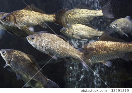 Gimbana in aquarium Gimbana in aquarium 32391819