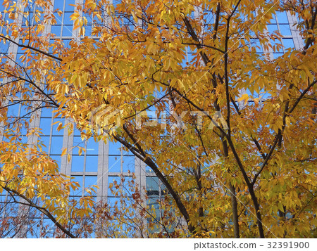 Autumn leaves of office buildings and street trees Autumn leaves of office buildings and street trees 32391900