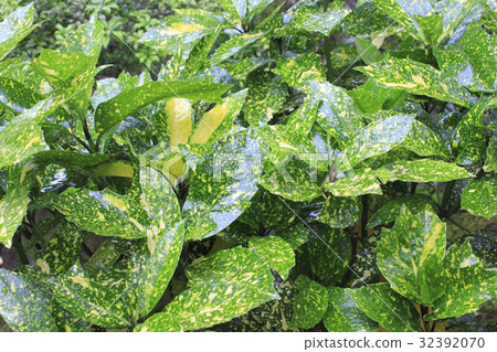 Aucuba leaves 32392070