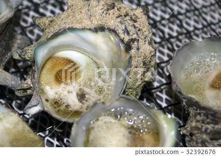 Sazae竹草 Sazae竹草 32392676