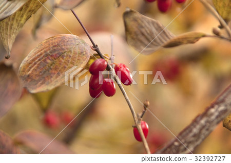 紅堅果 紅堅果 32392727
