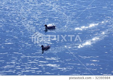 Duck on the river 32393984