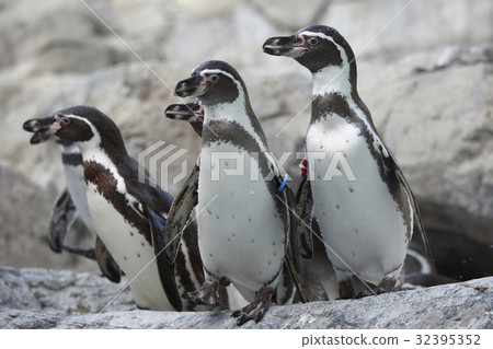 Hun belt penguin 32395352