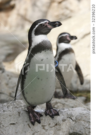 Hun belt penguin Hun belt penguin 32396210