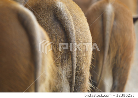 紅尾野豬 32396255