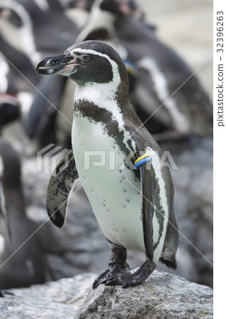 Hun belt penguin 32396263