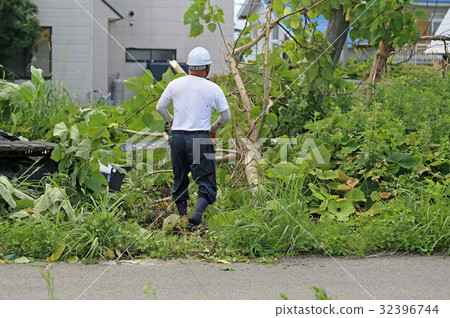 Logging of paulownia trees Logging of paulownia trees 32396744