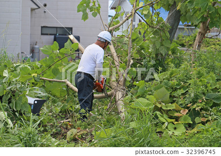 Logging of paulownia trees 32396745