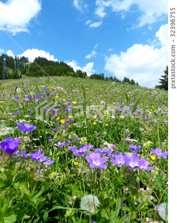 A group of alpine plants near Bolt A group of alpine plants near Bolt 32396755