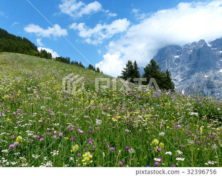 一群靠近博爾特的高山植物 一群靠近博爾特的高山植物 32396756