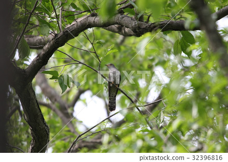 Hototogisu Hototogisu 32396816