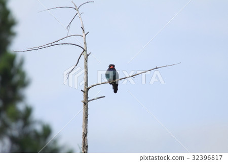 Bupozou Bupozou 32396817