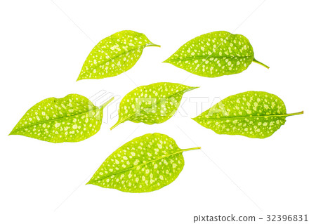 Green leaves with white specks 32396831