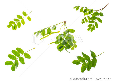 Small twig with green leaves isolated on white 32396832