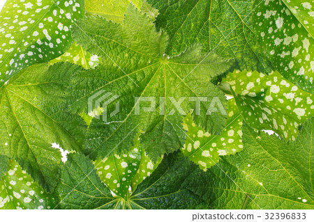 Creative texture of green leaves 32396833