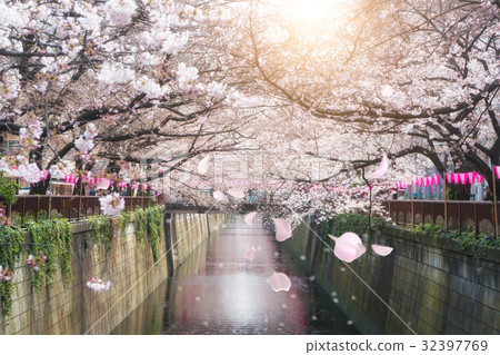 Cherry blossom lined Meguro Canal in Tokyo, Japan. Cherry blossom lined Meguro Canal in Tokyo, Japan. 32397769