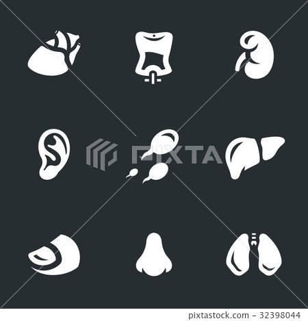 Vector Set of Human organs and body parts Icons. Vector Set of Human organs and body parts Icons. 32398044