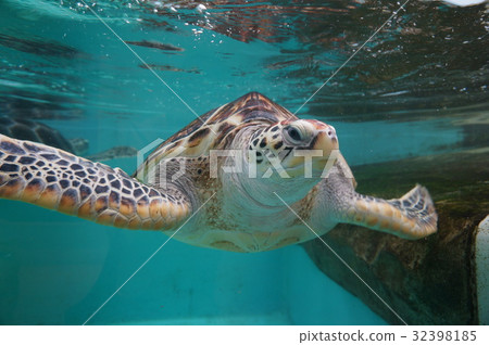 Sea turtle 32398185