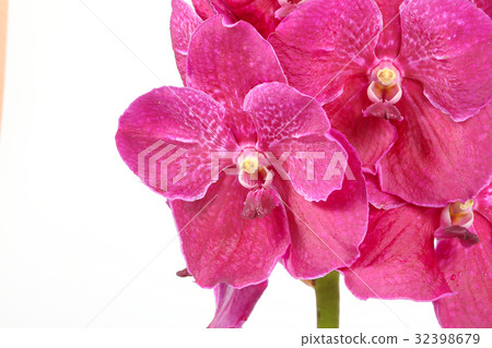 Colorful Orchid Flower Colorful Orchid Flower 32398679