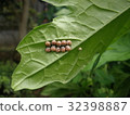First-instar larva of Madara bug 32398887