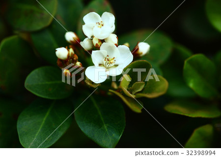 Maruba Sharimbai Flower Maruba Sharimbai Flower 32398994