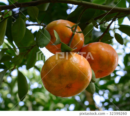 Tangerine fruits on the tree 32399260