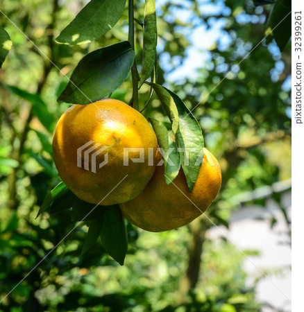 Tangerine fruits on the tree 32399261